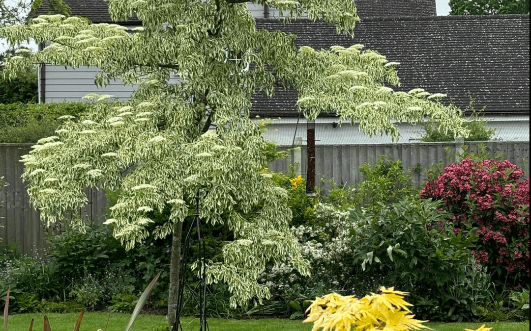 Wedding Cake Tree in Full Bloom